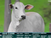 Lote 03