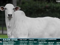 Lote 05