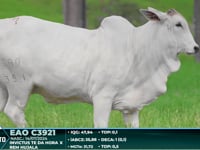 Lote 07