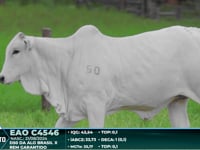 Lote 08
