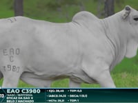Lote 11