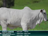 Lote 12