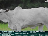 Lote 27