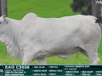Lote 28