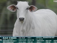 Lote 43