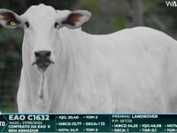 Lote 45