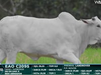 Lote 48