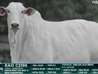 Lote 52