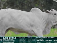 Lote 53