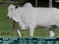 Lote 63