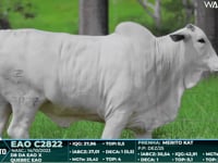 Lote 64