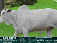 Lote 67