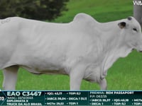 Lote 68