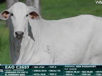 Lote 69