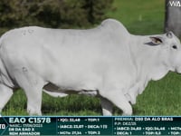 Lote 76