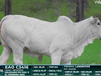 Lote 80