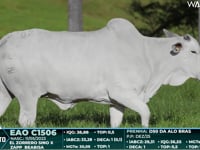 Lote 82