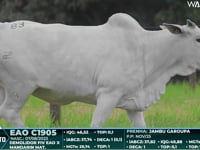 Lote 83