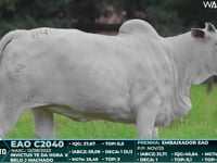 Lote 84