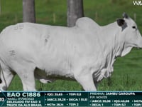 Lote 85