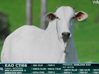 Lote 92