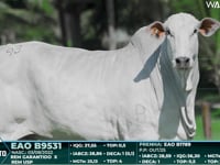 Lote 93