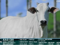 Lote 96
