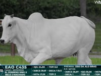 Lote 97