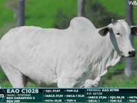 Lote 102