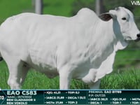 Lote 107