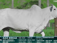 Lote 110