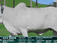 Lote 111