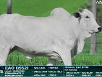Lote 113