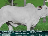 Lote 114