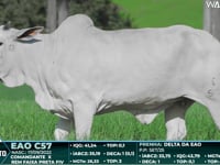 Lote 115