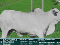 Lote 116