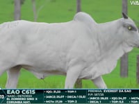 Lote 120