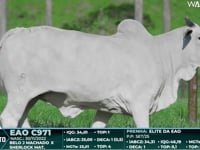Lote 126