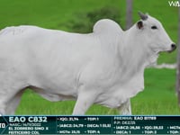 Lote 132