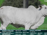 Lote 138