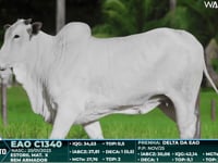 Lote 139