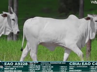 Lote 141