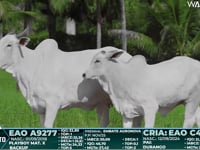 Lote 143