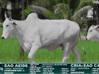 Lote 144