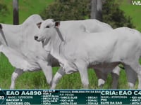 Lote 145