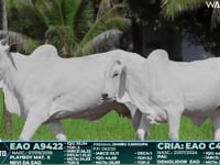 Lote 146