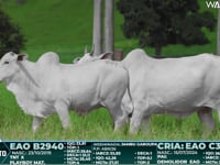 Lote 147