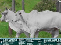 Lote 148