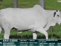 Lote 75