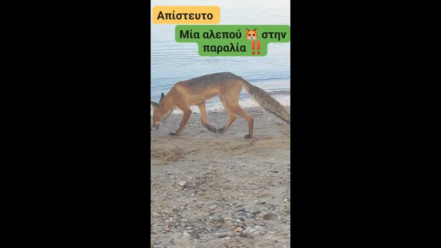 Ποτίδαια Χαλκιδικής: Αλεπού πίνει θαλασσινό νερό για να ξεδιψάσει 24-6-2025